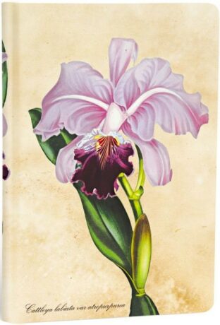 Zápisník Paperblanks Brazilian Orchid - Mini, linkovaný - 