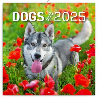 Kalendář 2025 poznámkový: Psi, 30 × 30 cm - 