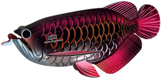 EUGY Arowana asijská 3D kartonová skládačka - 
