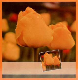 Fotoalbum 500 Tulipány žluté - 