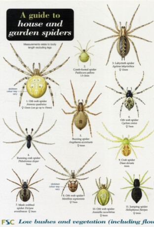 A Guide to House and Garden Spiders - Richard Lewington