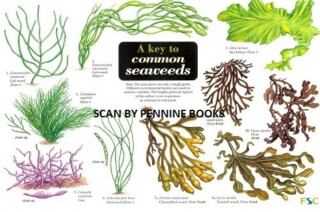 A Key to Common Seaweeds - Steve Morrell