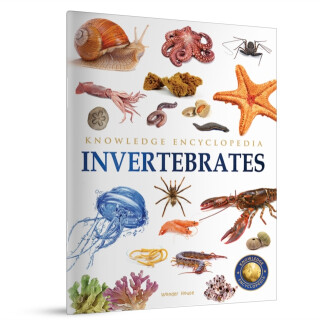 Animals - Invertebrates - 