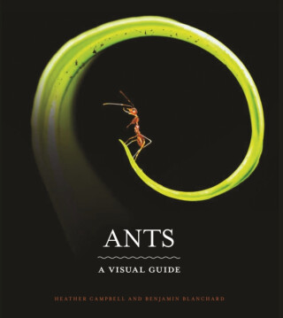 Ants - Benjamin Blanchard,Heather Campbell