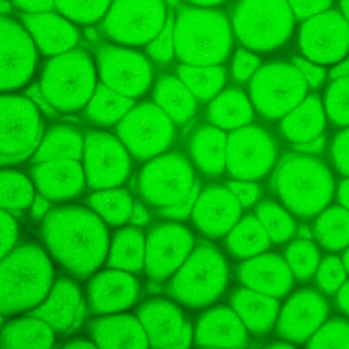 Barva Pébéo Fantasy Prisme 45ml – 63 Fluorescent green - 