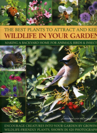 Best Plants to Attract and Keep Wildlife in the Garden - Christine Lavelle