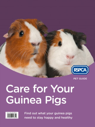 Care for Your Guinea Pigs - RSPCA