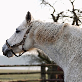 Černý jezdec, bílý kůň - Karel Šiktanc, Josef Somr, Simona Stašová, Pavel Rímský, Tomáš Juřička, Antonín Hardt - audiokniha