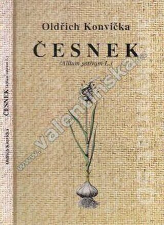 Česnek (Allium sativum L.) - Konvička Oldřich