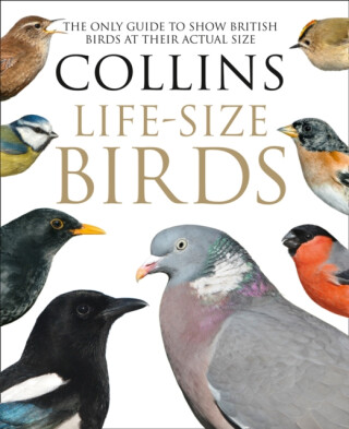 Collins Life-Size Birds - Paul Sterry,Rob Read