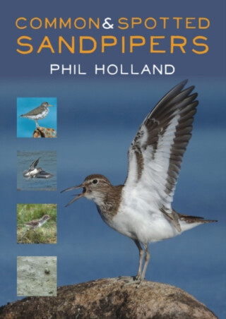 Common and Spotted Sandpipers - Phil Holland