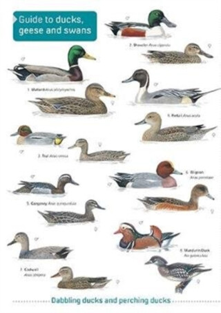 Ducks, Geese and Swans - 
