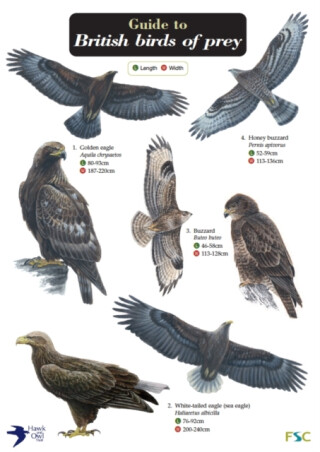 Guide to British Birds of Prey - Simon Norman,Hawk and Owl Trust