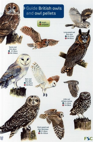 Guide to British Owls and Owl Pellets - Leanne Thomas