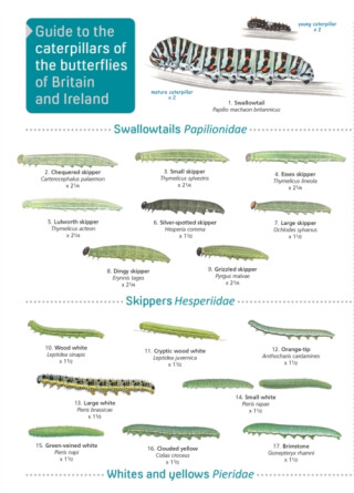 Guide to caterpillars of the butterflies of Britain and Ireland - John Bebbington
