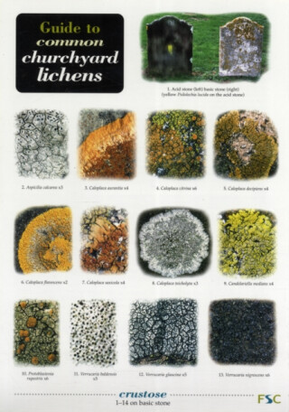Guide to Common Churchyard Lichens - Frank Dobson