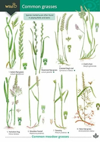 Guide to Common Grasses - Mark Gardener