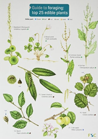 Guide to Foraging: Top 25 Edible Plants - Clare Cremona