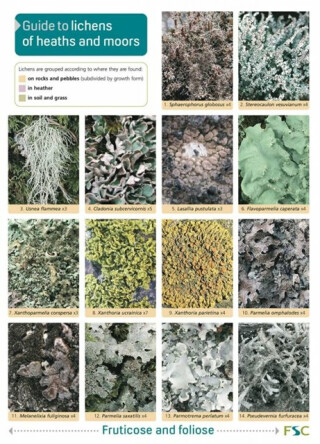 Guide to Lichens of Heaths and Moors - Frank Dobson