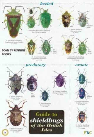 Guide to Shieldbugs of the British Isles - Bernard Nau