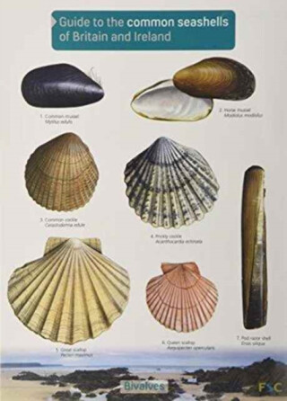 Guide to the Common Seashells of Britain and Ireland - Chris Field Studies Council