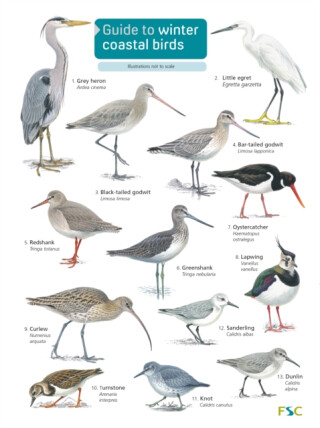 Guide to winter coastal birds - Sue Loughran