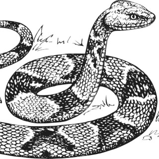 Hadí kůže - František Pavlíček