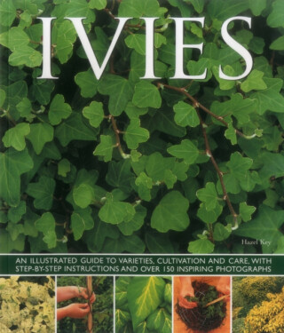 Ivies - Key Hazel