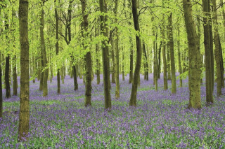 Memo Block - Bluebells - Press Peony