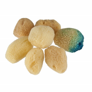 Mořská houba malá - 