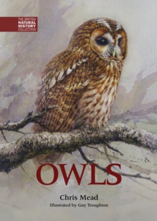 Owls - Chris Mead