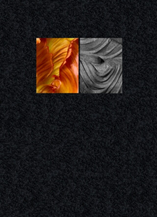 Pushpa - Ornan Rotem