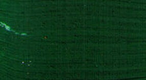 Restaurátorská barva Renesans 20ml – 15 Green lake - 
