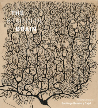 The Beautiful Brain - Alfonso Araque,Larry Swanson,Eric Newman