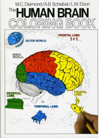 The Human Brain Coloring Book - Marian C. Diamond,Arnold B. Scheibel
