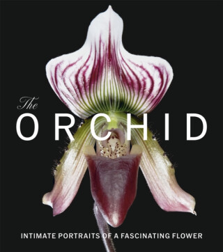 The Orchid - David Berry