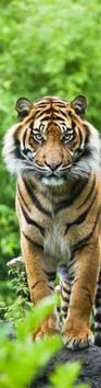 Tygr bengálský Záložka 3D - 
