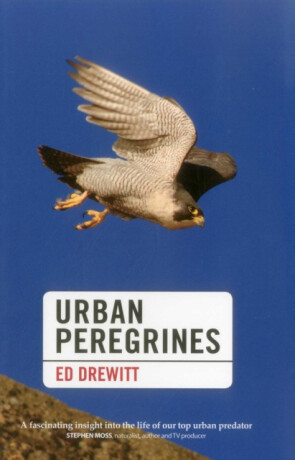 Urban Peregrines - Ed Drewitt