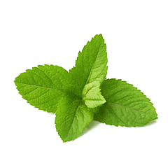 Vůně do svíček 10ml – 09 Máta - 