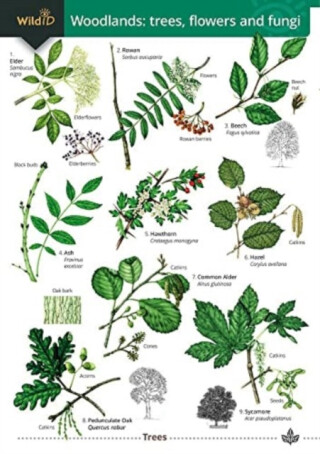 Woodlands: trees, flowers and fungi - Rebekah Trehern