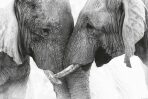 Plakát Elephant - Touch - 