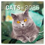 NOTIQUE Poznámkový kalendář Kočky 2025, 30 x 30 cm - 