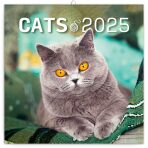 Poznámkový kalendář Kočky 2025, 30 × 30 cm - 