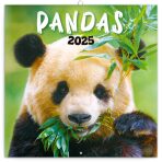 Poznámkový kalendář Pandy 2025, 30 × 30 cm - 