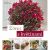 Život s květinami - Trvanlivé dekorace * suché, umělé a přírodní materiály (Defekt)