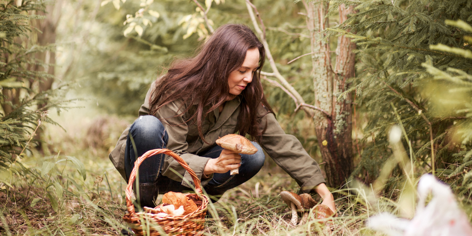 Houbaření v Česku