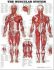 Muscular System Chart: Wallchart - 