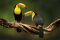 Plakát Birds - Toucan - 