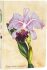 Zápisník Paperblanks Brazilian Orchid - Mini, linkovaný - 