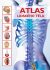 Atlas lidského těla - Jordi Vigué, ...